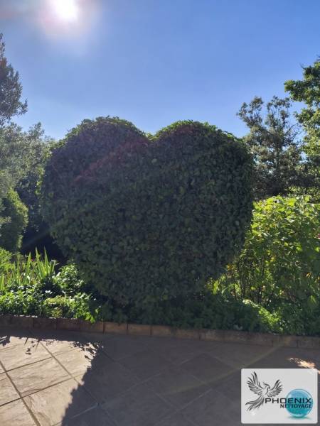 devis taillage artistique de buisson brignoles